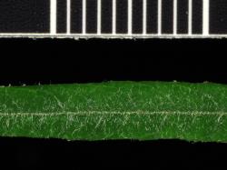Salix eleagnos. Upper leaf surface.
 Image: D. Glenny © Landcare Research 2020 CC BY 4.0